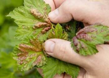 Currants attacked by aphids? Here’s what to spray to keep your yield from halving Life