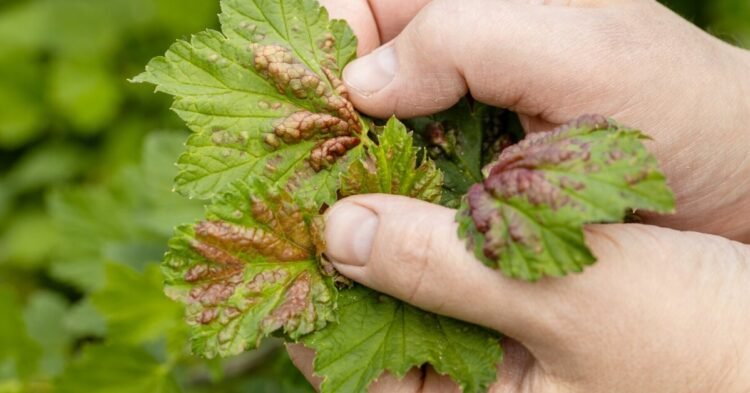 Currants attacked by aphids? Here’s what to spray to keep your yield from halving Life