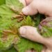 Currants attacked by aphids? Here’s what to spray to keep your yield from halving Life