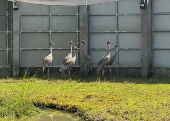 6 sarus cranes arrive in Vietnam from Thailand for conservation program