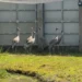 6 sarus cranes arrive in Vietnam from Thailand for conservation program