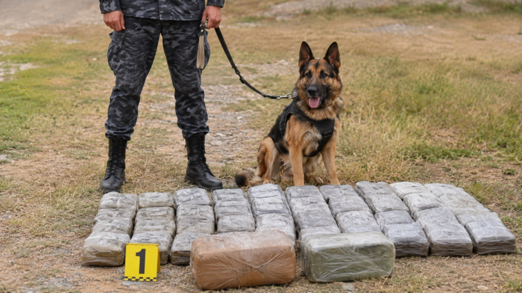 Stashes with more than 32 kg of hashish discovered in Penjikent