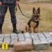 Stashes with more than 32 kg of hashish discovered in Penjikent