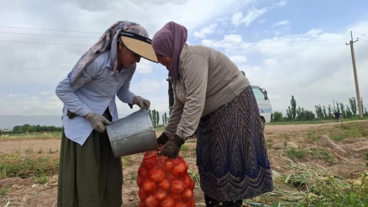Agricultural production in Tajikistan: growth in livestock farming and decline in crop production