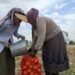 Agricultural production in Tajikistan: growth in livestock farming and decline in crop production