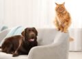 Dogs and Cats: Their Surprising Similarities You Didn’t Know