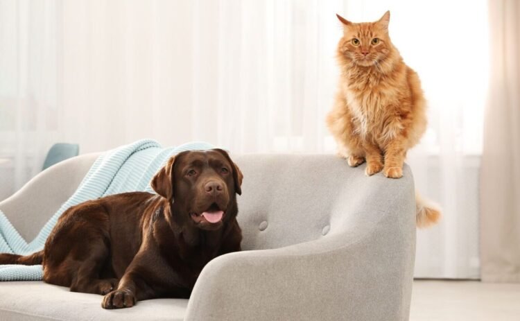 Dogs and Cats: Their Surprising Similarities You Didn’t Know