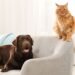 Dogs and Cats: Their Surprising Similarities You Didn’t Know