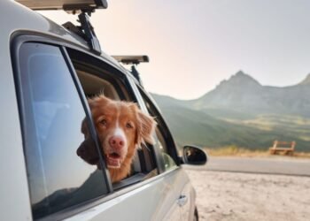 Traveling with a dog: 4 dangers in the car that we don’t think about