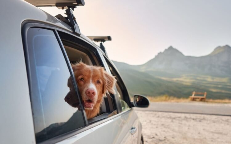 Traveling with a dog: 4 dangers in the car that we don’t think about