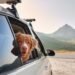 Traveling with a dog: 4 dangers in the car that we don’t think about
