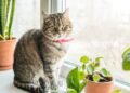 Cat: The 7 dangers inside the house