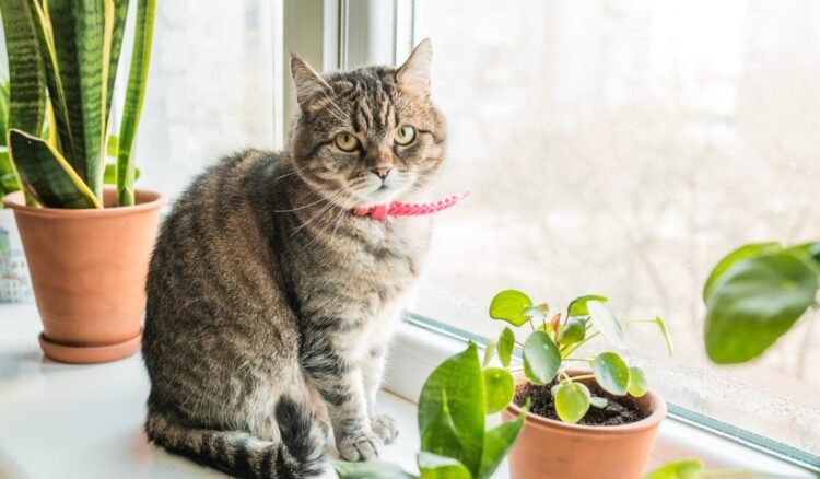 Cat: The 7 dangers inside the house
