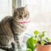 Cat: The 7 dangers inside the house
