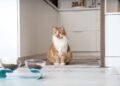 Cat: Why does she leave food in the bowl?