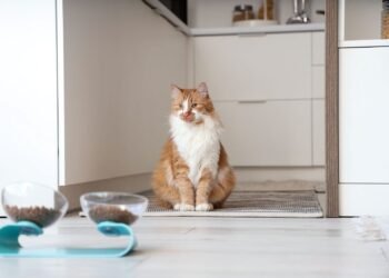 Cat: Why does she leave food in the bowl?
