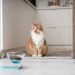 Cat: Why does she leave food in the bowl?