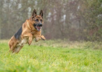 These are the 7 strongest dogs in the world