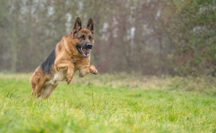 These are the 7 strongest dogs in the world