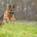 These are the 7 strongest dogs in the world
