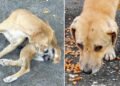 VSPCA helps but is not a shelter for neglected animals, says president