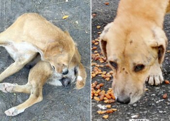 VSPCA helps but is not a shelter for neglected animals, says president