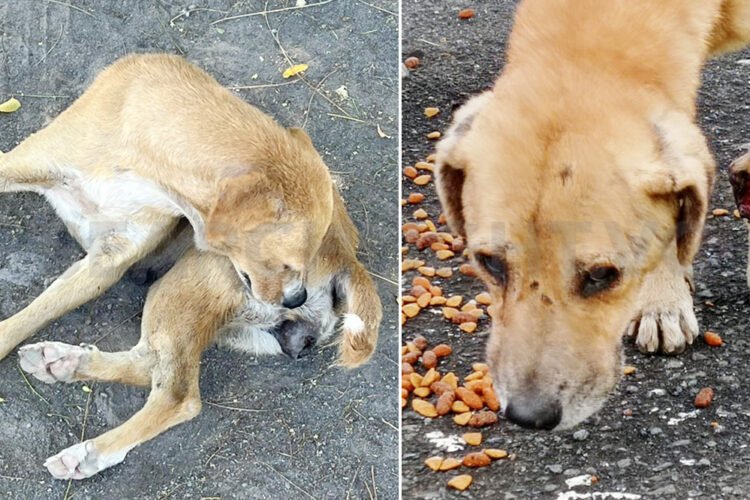 VSPCA helps but is not a shelter for neglected animals, says president