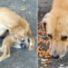 VSPCA helps but is not a shelter for neglected animals, says president