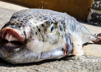 Fishermen in “K”: “We catch 100-200 sea bass a day”