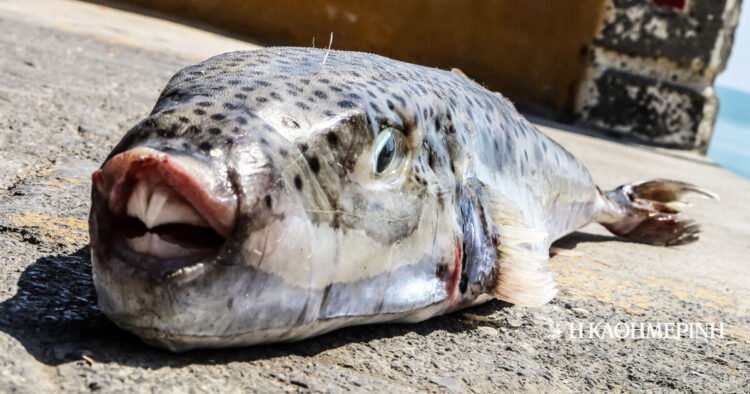 Fishermen in “K”: “We catch 100-200 sea bass a day”