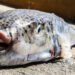 Fishermen in “K”: “We catch 100-200 sea bass a day”