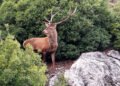 The deer “spread” as far as Thebes