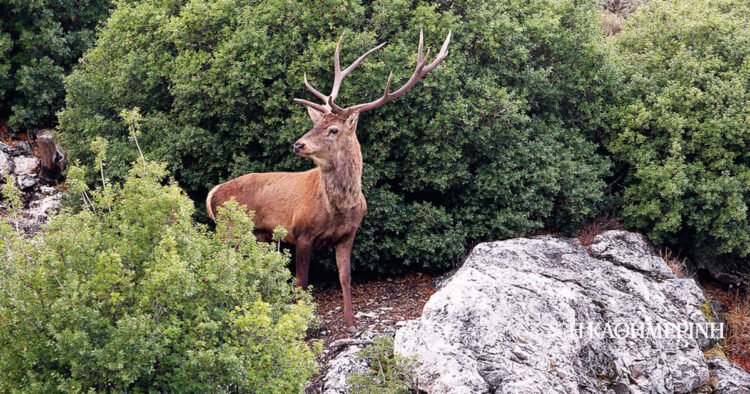 The deer “spread” as far as Thebes