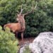 The deer “spread” as far as Thebes