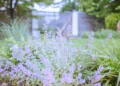 This plant will protect you from mosquitoes and ticks, and it looks just as beautiful as lavender