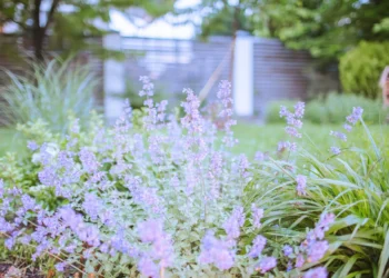 This plant will protect you from mosquitoes and ticks, and it looks just as beautiful as lavender