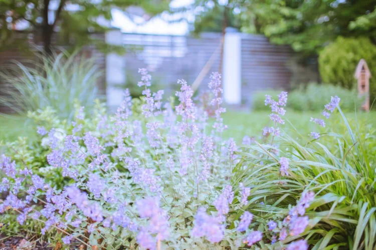 This plant will protect you from mosquitoes and ticks, and it looks just as beautiful as lavender
