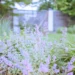 This plant will protect you from mosquitoes and ticks, and it looks just as beautiful as lavender