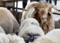President Tebboune orders the opening of an investigation into the “deficiencies” recorded during the importation of sacrificial animals