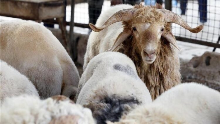 President Tebboune orders the opening of an investigation into the “deficiencies” recorded during the importation of sacrificial animals