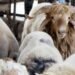 President Tebboune orders the opening of an investigation into the “deficiencies” recorded during the importation of sacrificial animals