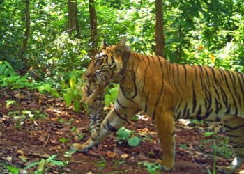 Tigers, gaurs, wild dogs: Inside Madhya Pradesh’s wildlife swap plan with Andhra | India News