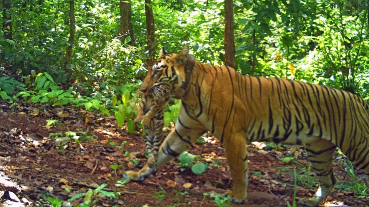 Tigers, gaurs, wild dogs: Inside Madhya Pradesh’s wildlife swap plan with Andhra | India News