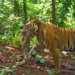 Tigers, gaurs, wild dogs: Inside Madhya Pradesh’s wildlife swap plan with Andhra | India News