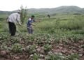 Harvest on credit. Why are Tajik farmers afraid of loans?