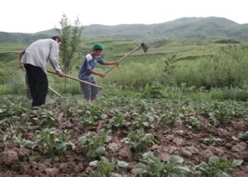 Harvest on credit. Why are Tajik farmers afraid of loans?