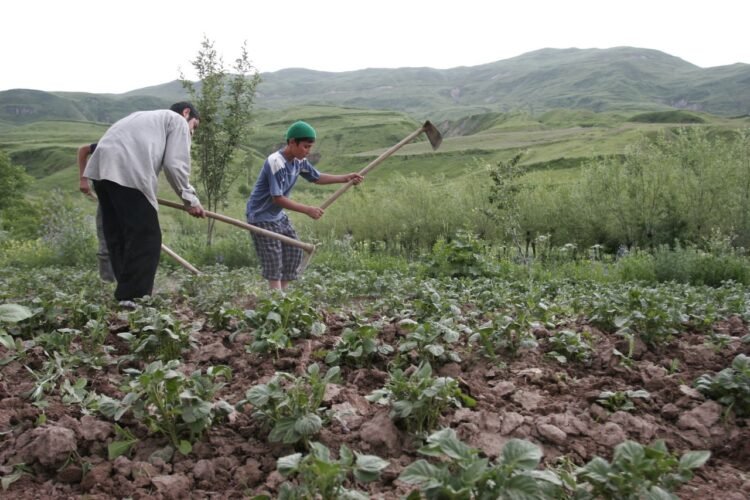 Harvest on credit. Why are Tajik farmers afraid of loans?