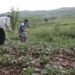 Harvest on credit. Why are Tajik farmers afraid of loans?