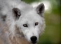 White wolves from ZOO Skopje dug a hole and escaped from the habitat, killing kangaroos and emu birds