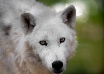 White wolves from ZOO Skopje dug a hole and escaped from the habitat, killing kangaroos and emu birds